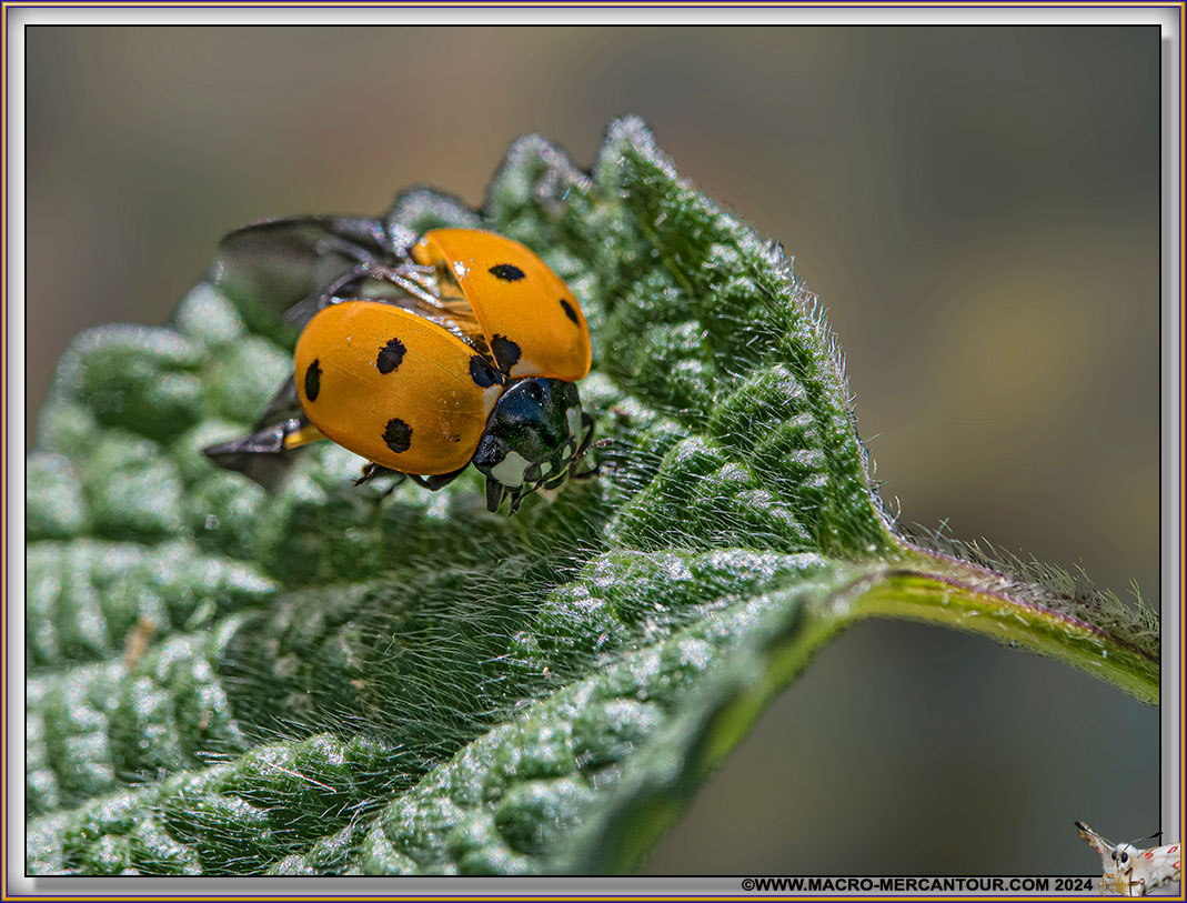 Coccinelle